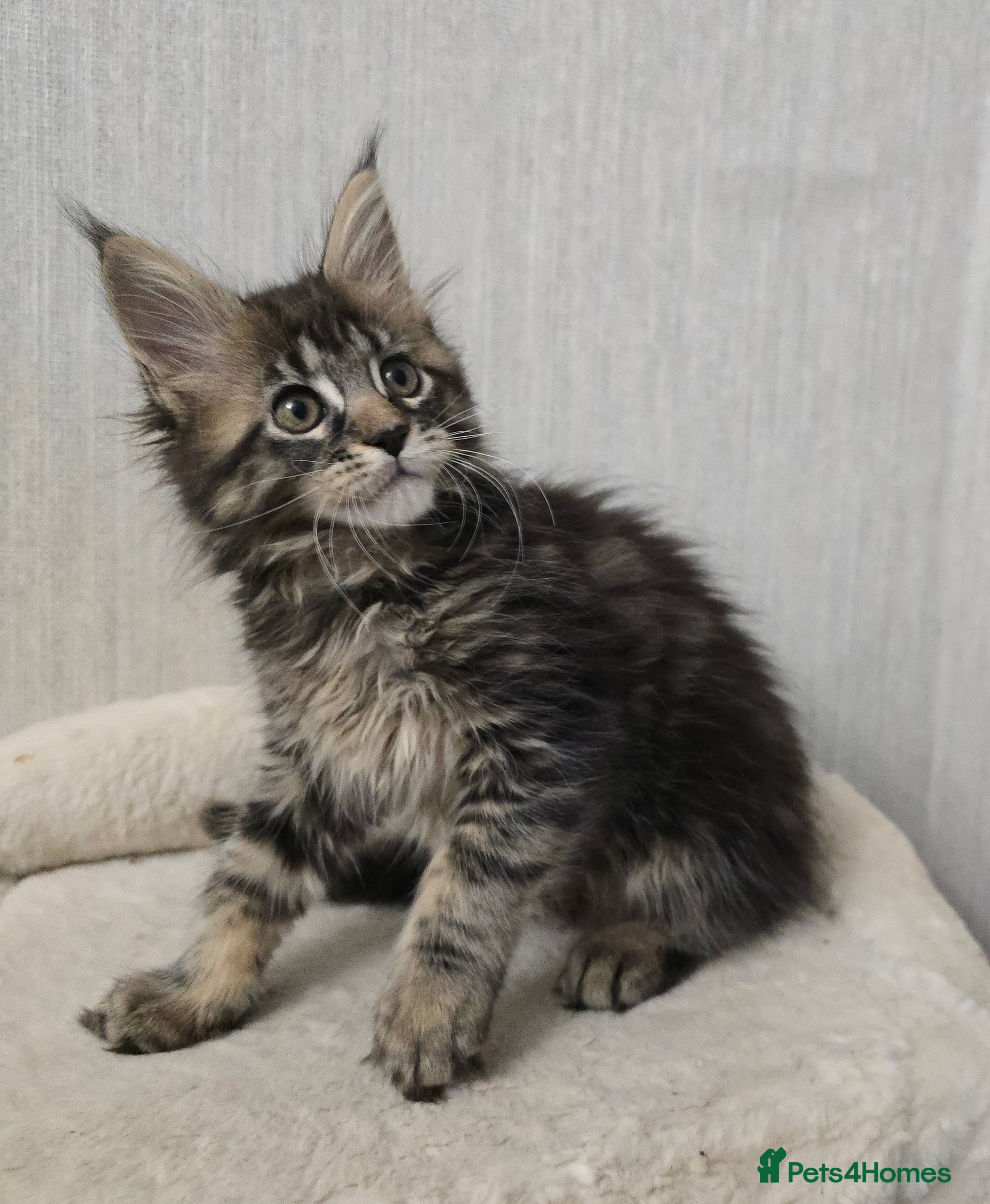 Maine Coon cats Beautiful Tica registered girls - Advert 3