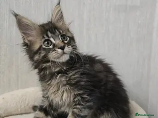 Maine Coon cats Beautiful Tica registered girls - Advert 2