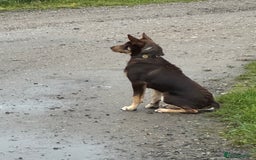 Australian Kelpie dogs for sale: Australian Kelpie 6 months male - Advert 2