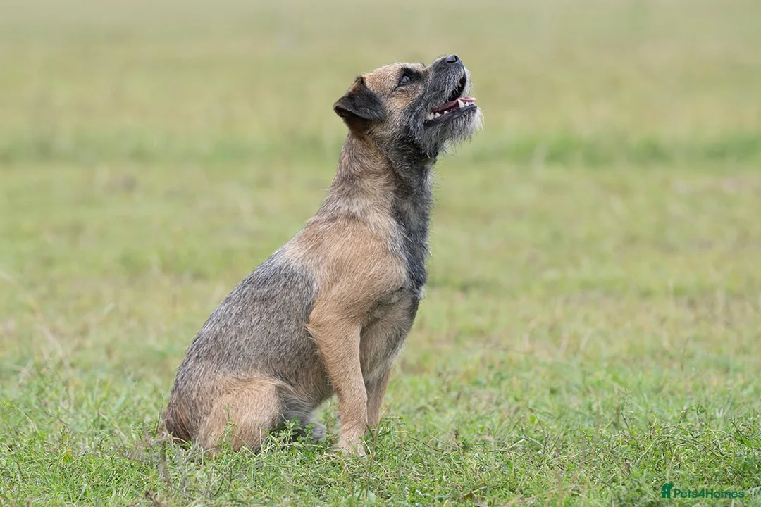 Border Terrier dogs for stud: K.c reg, Red Grizzle Border Terrier STUD ONLY in Uckfield - Advert 4