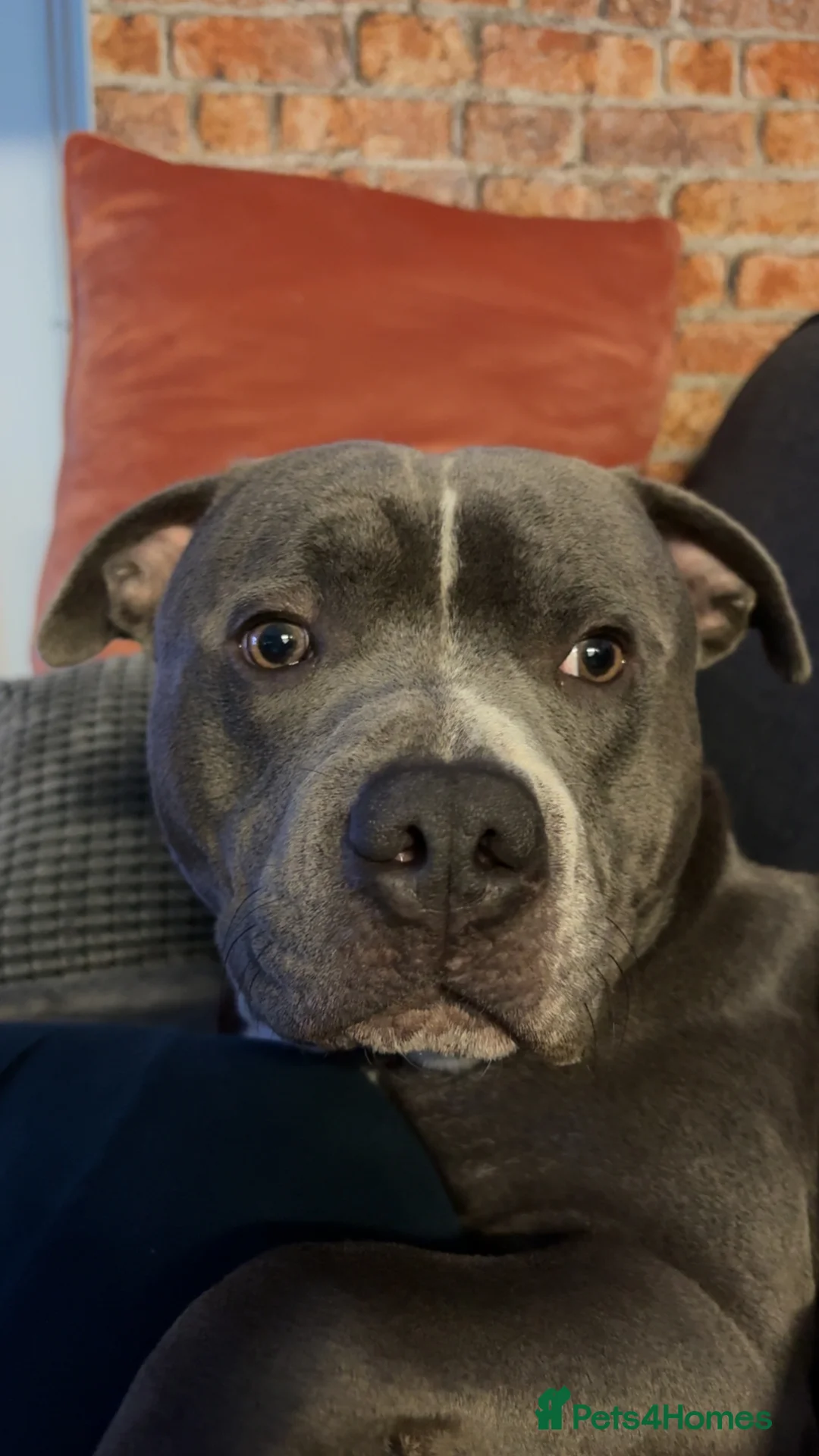 Staffordshire Bull Terrier dogs for stud: Staffordshire Stud - Advert 3