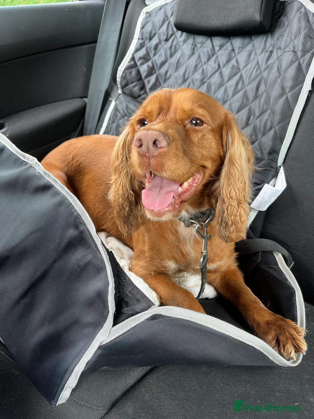 Cocker Spaniel dogs for sale: Working type Cocker Spaniel  - Advert 3