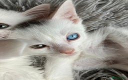 Mixed Breed cats for sale: Lovely little kittens for sale - Image 16
