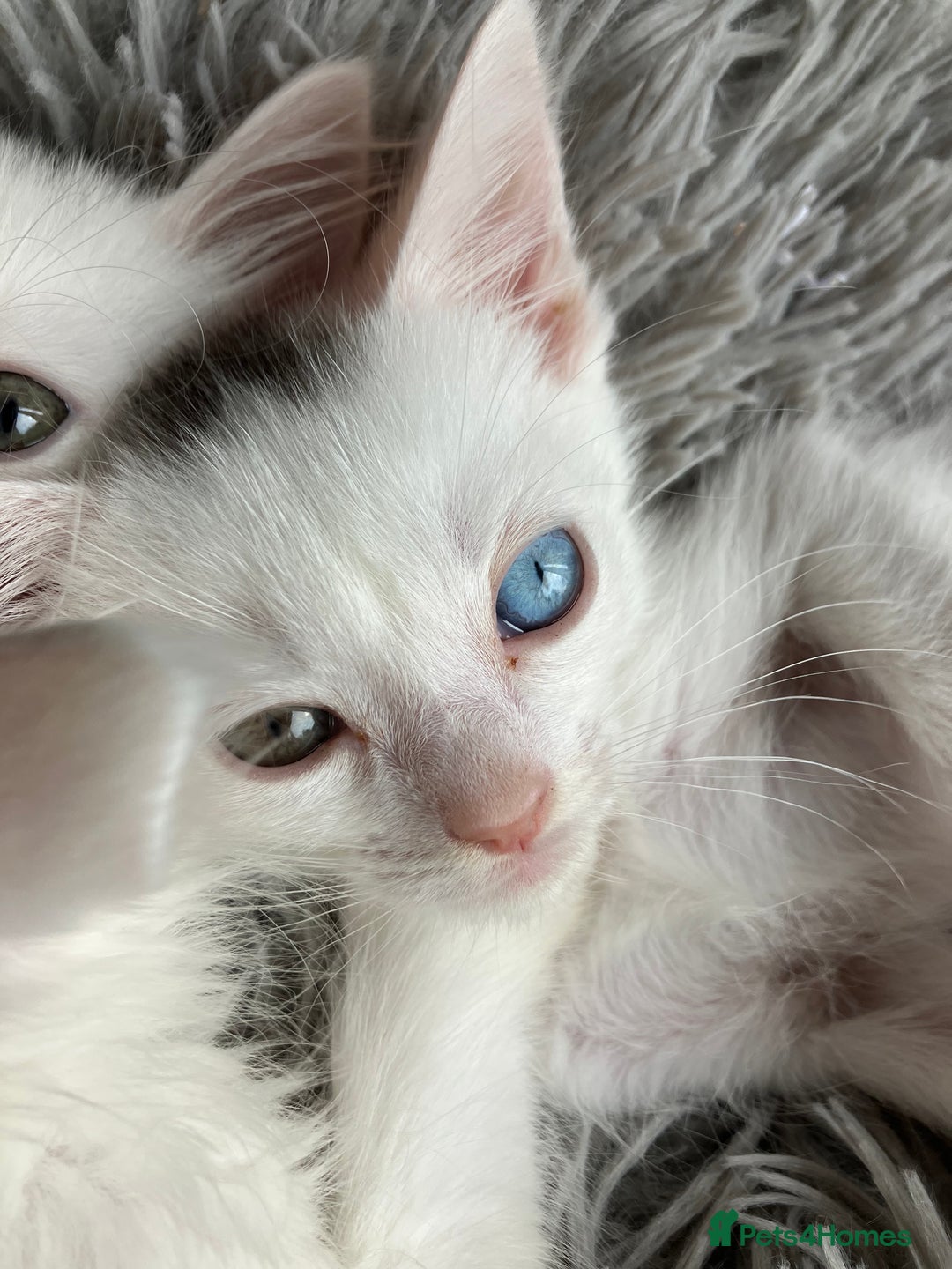 Mixed Breed cats for sale: Lovely little kittens for sale - Image 16