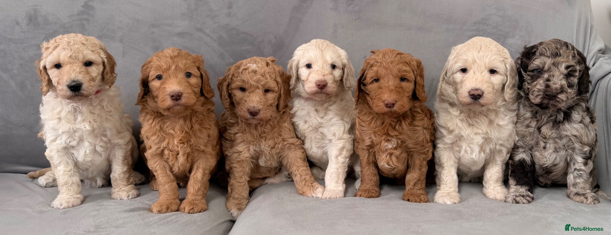 Goldendoodle dogs Fabulous Australian Doubledoodle Puppies  - Advert 1