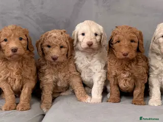 Goldendoodle dogs for sale: Fabulous Australian Doubledoodle Puppies - Advert 3