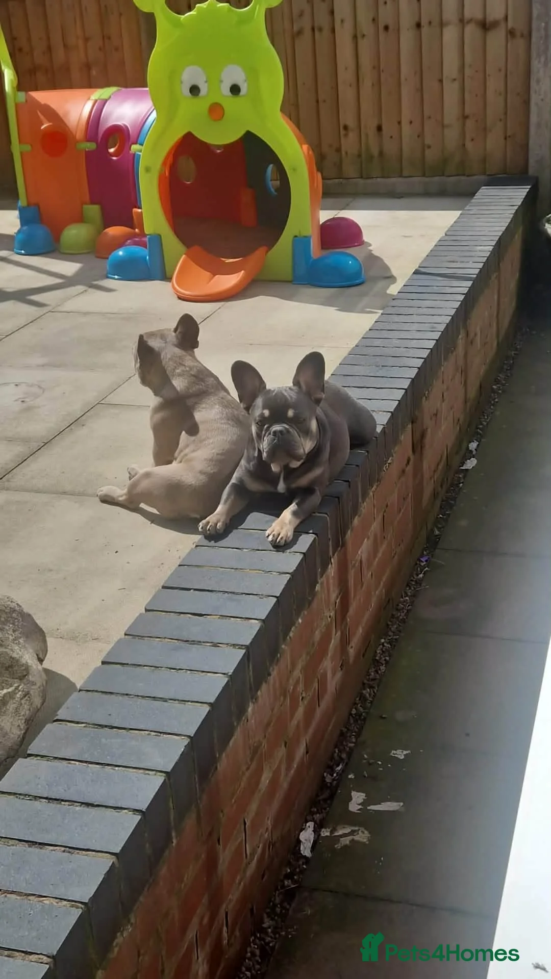 French Bulldog dogs for sale: French Bulldog puppies - Advert 12