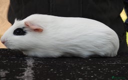 Guinea Pig rodents for sale: Pretty female guinea pigs for sale - Image 2
