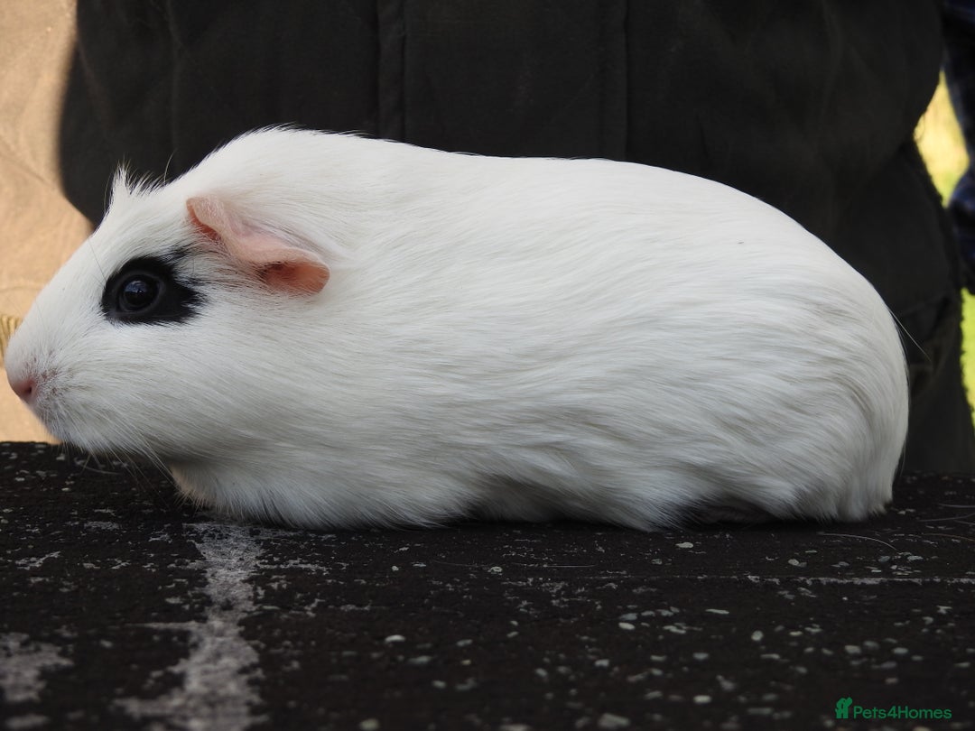 Guinea Pig rodents for sale: Pretty female guinea pigs for sale - Image 2