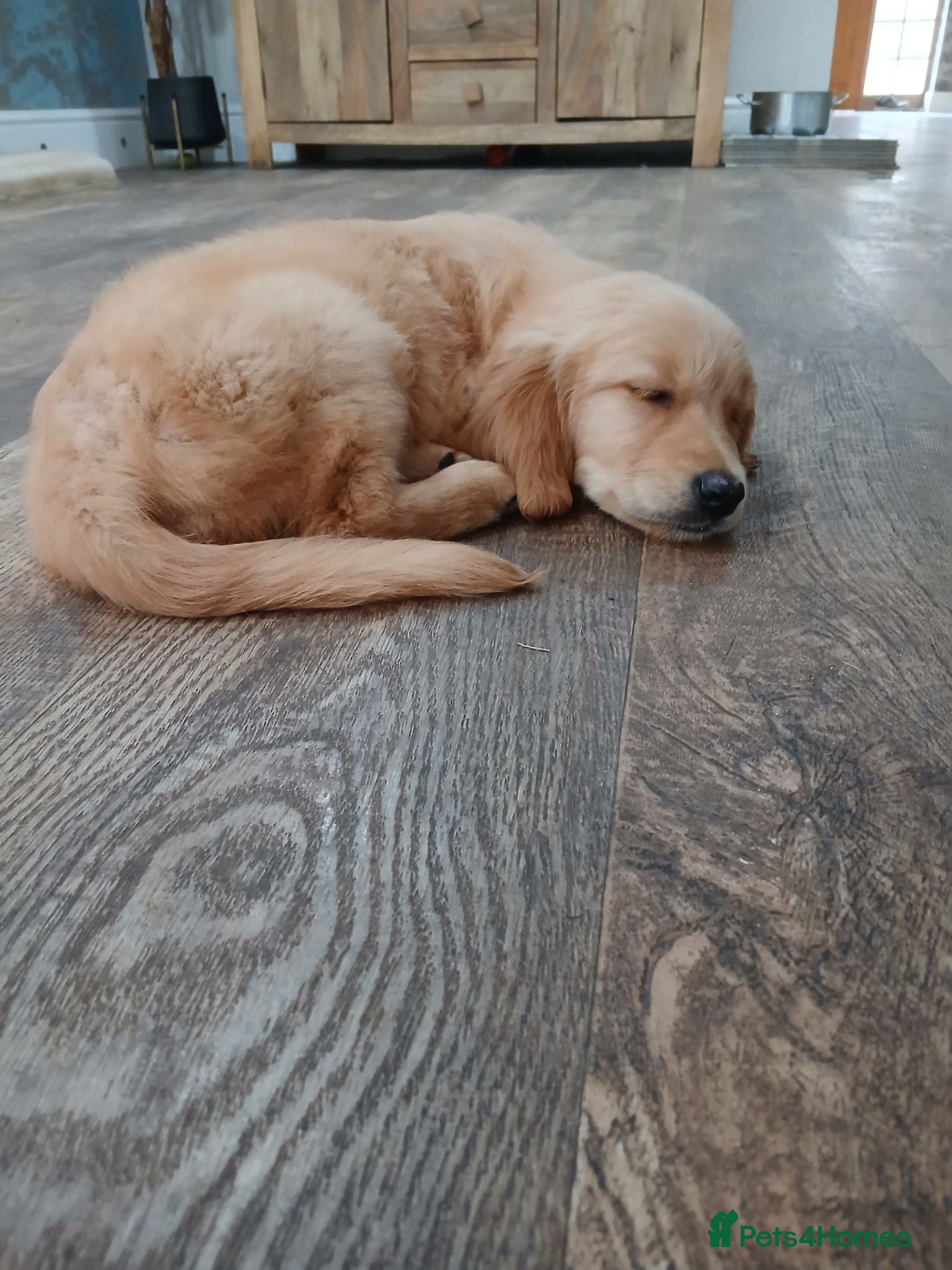 Golden Retriever dogs Ready to leave true gold golden retrievers  - Advert 2