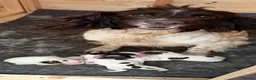 English Springer Spaniel dogs for sale: Quality English Working Springer Spaniel Puppies - Advert 4