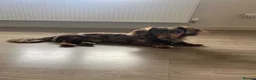 Miniature Dachshund dogs for stud: Stud Miniature dachshund KC in Bangor - Advert 5