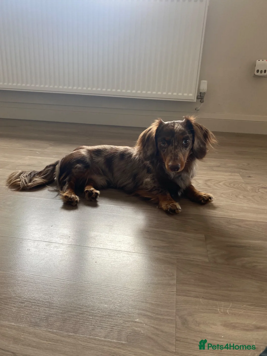 Miniature Dachshund dogs for stud: Stud Miniature dachshund KC in Bangor - Advert 5