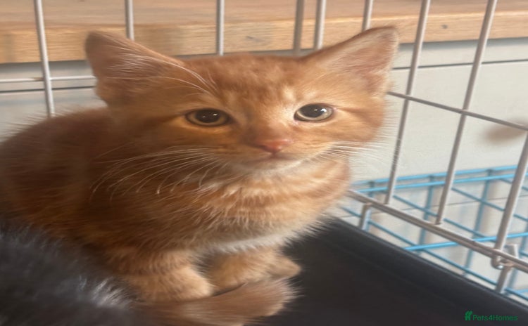 Mixed Breed cats - Advert 7