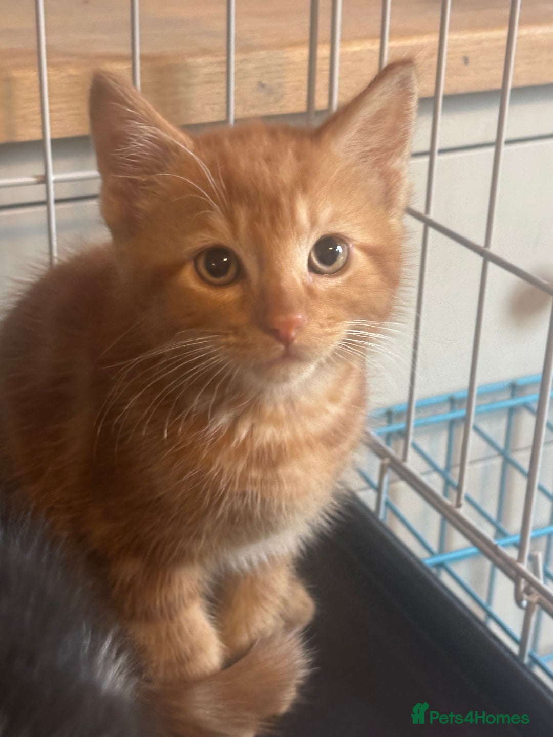 Mixed Breed cats for sale: British short haired / bengal kittens  - Image 1