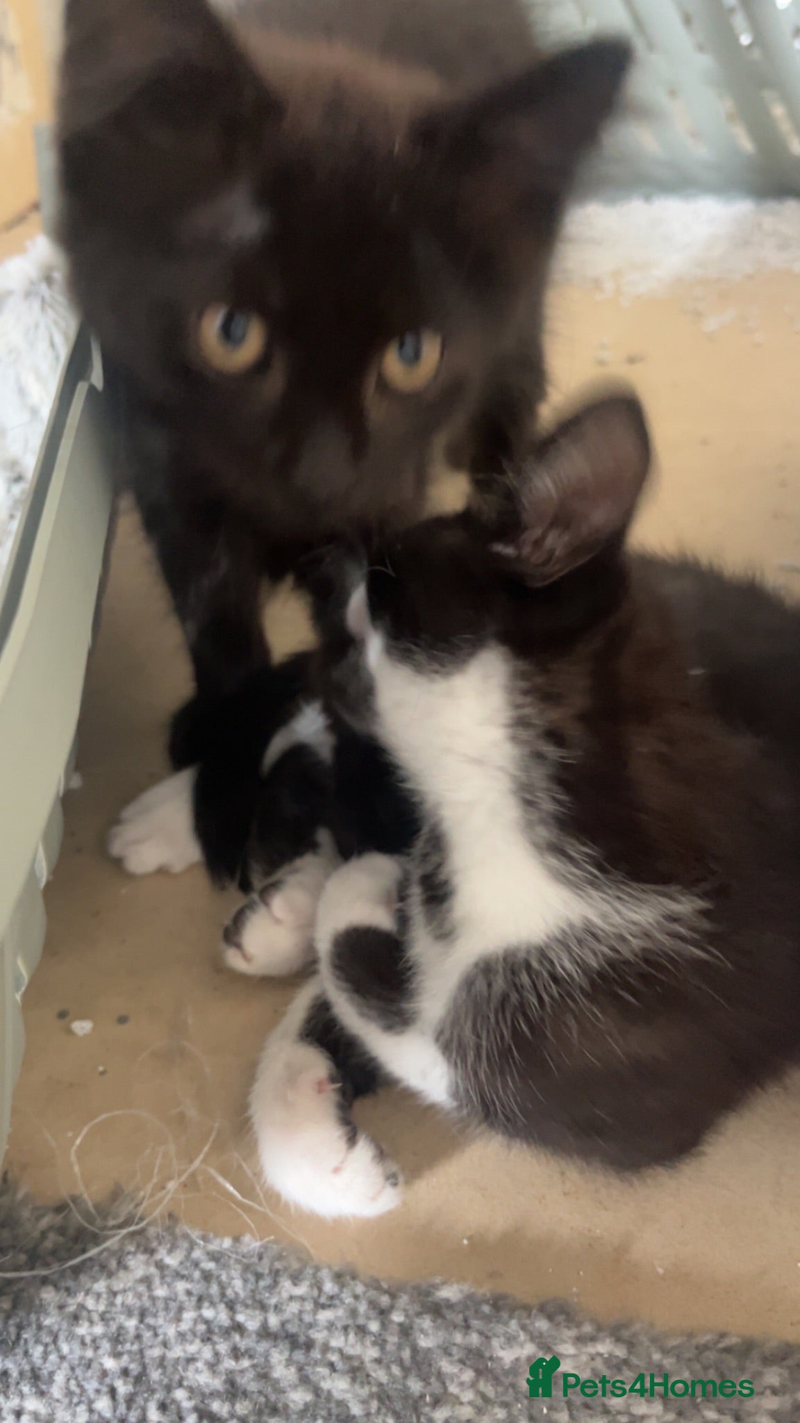 Mixed Breed cats Beautiful full black boy - Advert 2