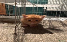 Ragdoll cats for sale: Ragdoll cross kittens - Image 3