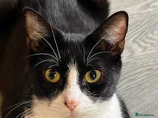 Mixed Breed cats Mum cat for sale - Advert 20