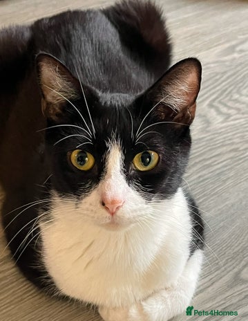 Mixed Breed cats Mum cat for sale - Advert 18