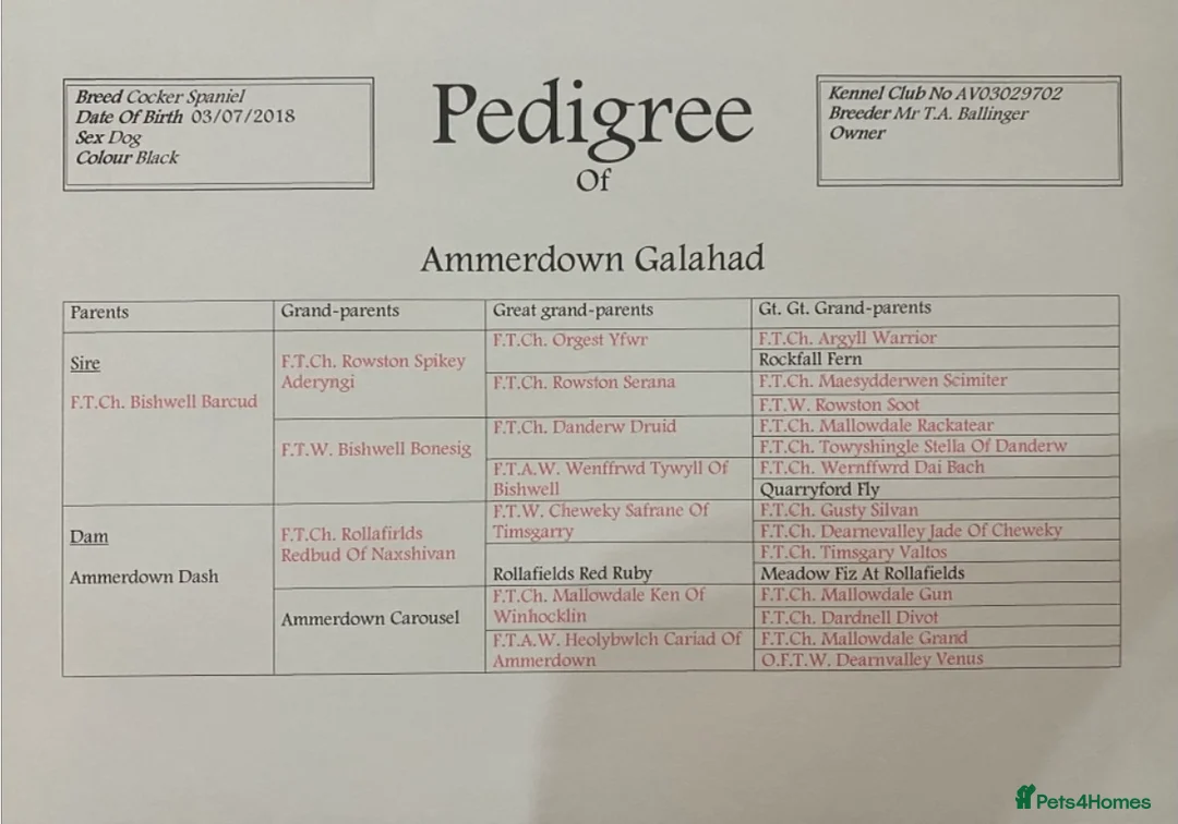 Cocker Spaniel dogs for stud: Ammerdown Galahad - Health Tested Stud in Frome - Advert 8