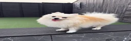 Pomeranian dogs for sale: Beautiful Female Pomeranian Looking for Home  - Advert 3
