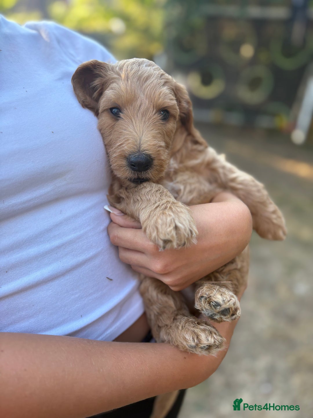 Goldendoodle dogs for sale: Stunning F2B Goldendoodles - Image 40