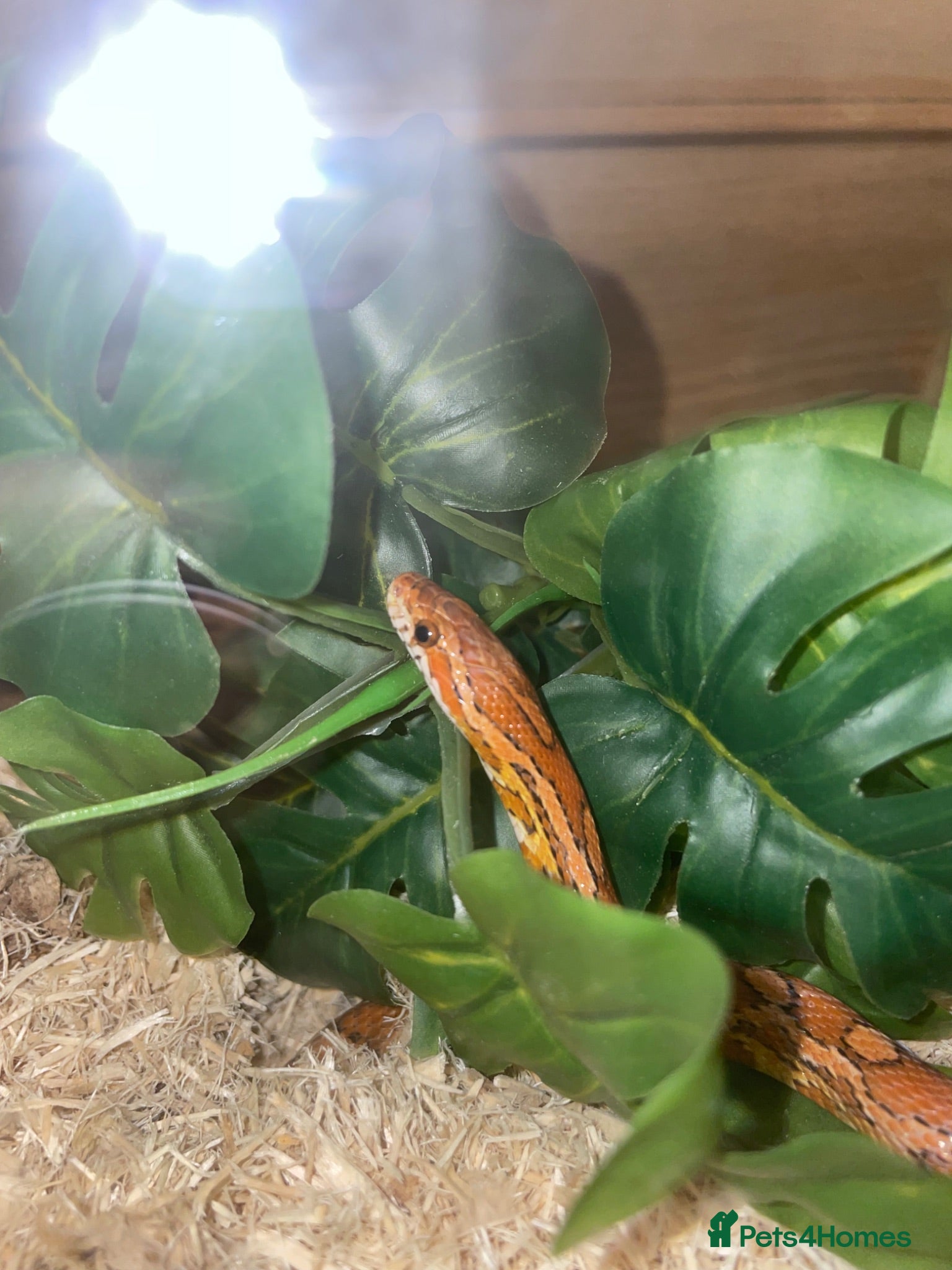 Corn Snake reptiles Friendly little corn - Advert 2