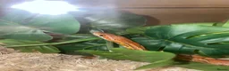Corn Snake reptiles for sale: Friendly little corn in Glasgow - Advert 2