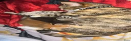 Mixed Breed cats for sale: Mixed breed kittens.  - Advert 6