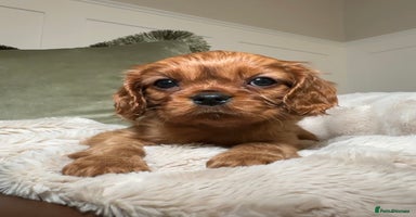 Cavalier King Charles Spaniel dogs - Advert 2