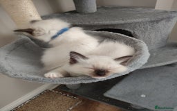 Ragdoll cats for sale: Adorable Ragdoll Kitten ready now - Image 16