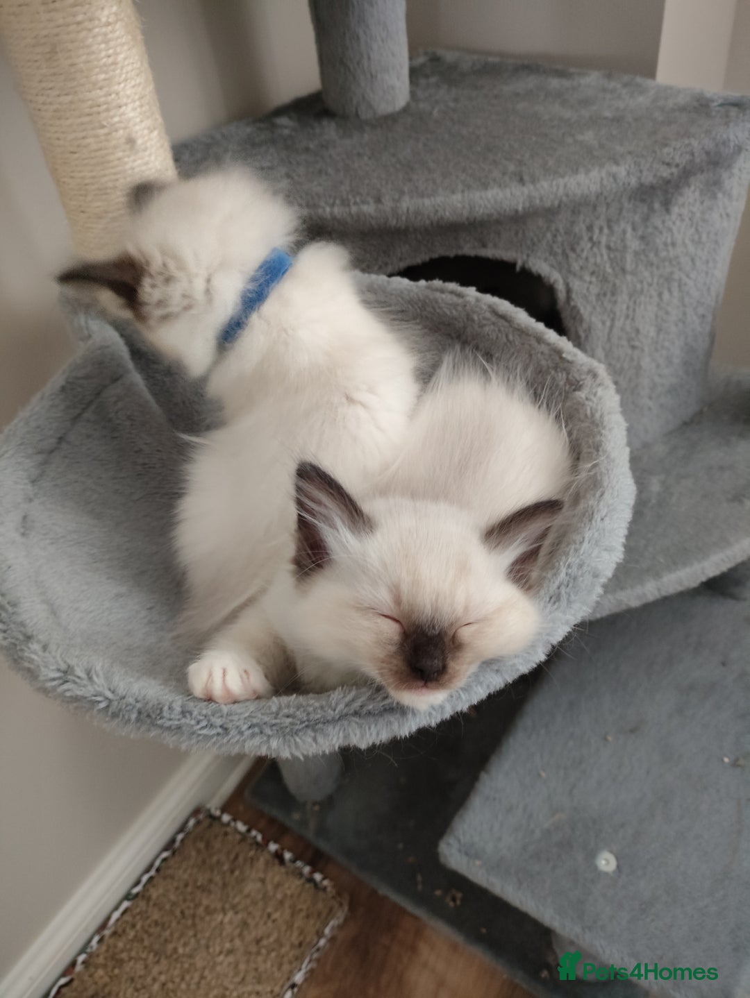 Ragdoll cats for sale: Adorable Ragdoll Kitten ready now - Image 16