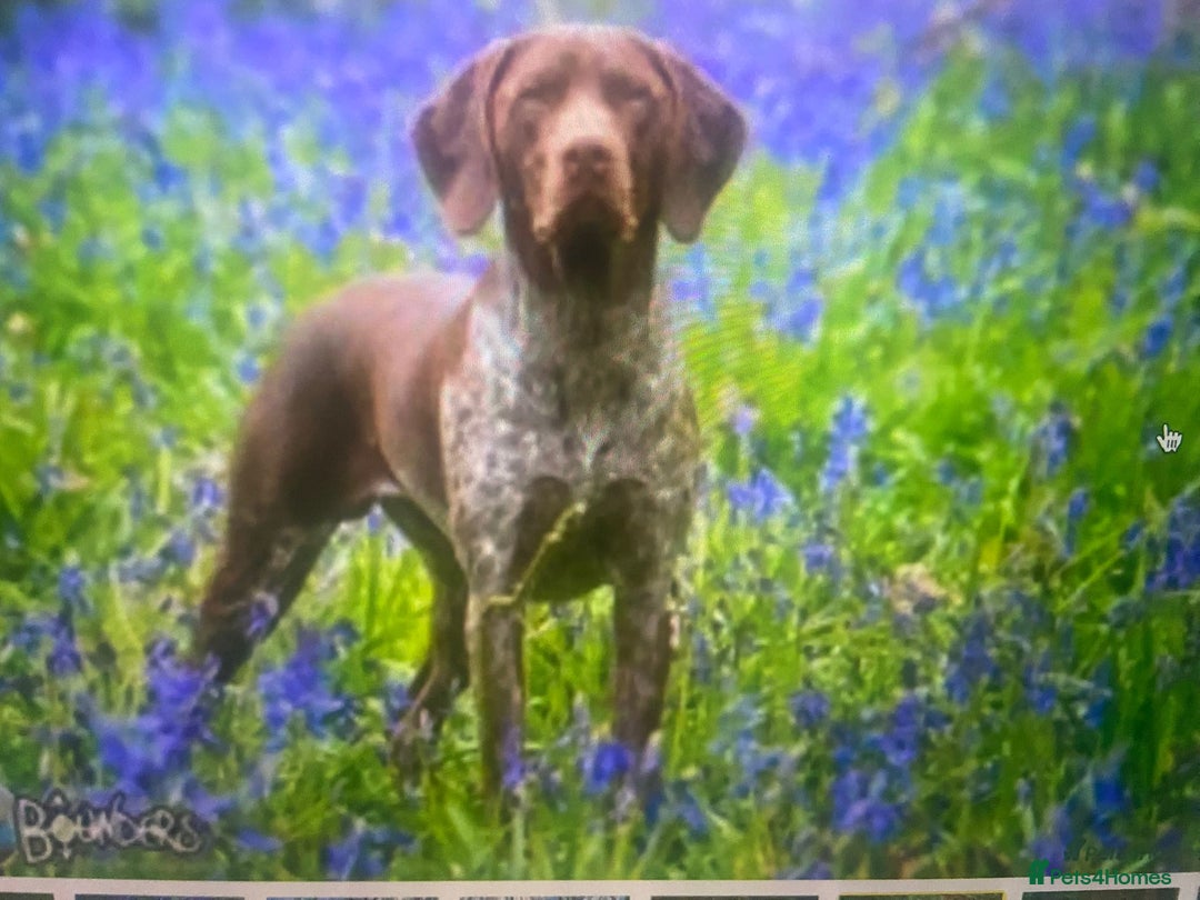 German Shorthaired Pointer dogs for sale: Exceptionally Well Bred German Shorthair Pointer  - Image 13