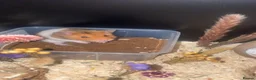 Hamster rodents for sale: male syrian hamster  in Didcot - Advert 3