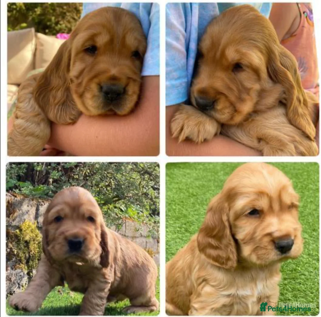 Cocker Spaniel dogs for stud: *Mungo* GOLDEN Show Cocker PEDIGREE BEST TESTED in Bradford-on-Avon - Advert 20