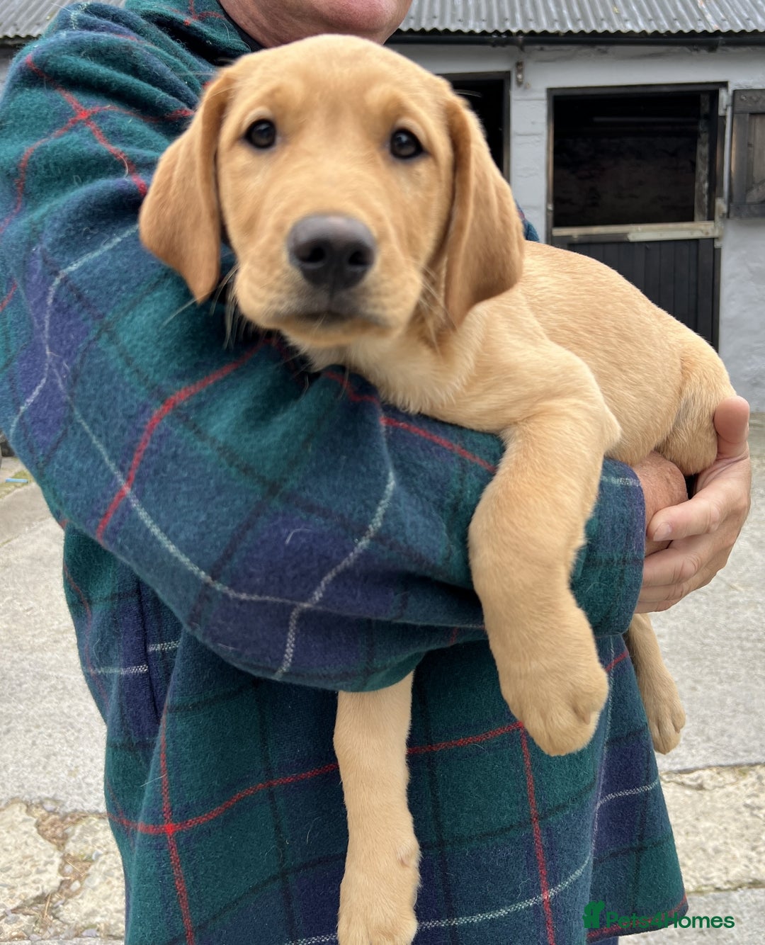 Labrador Retriever dogs for sale: Labrador Retriever Puppies in Llanybydder - Image 23