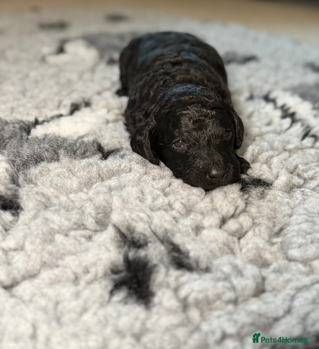 Cockapoo dogs for sale: 🐾 Beautiful F1B Cockapoos –Health Tested Parents  - Image 16