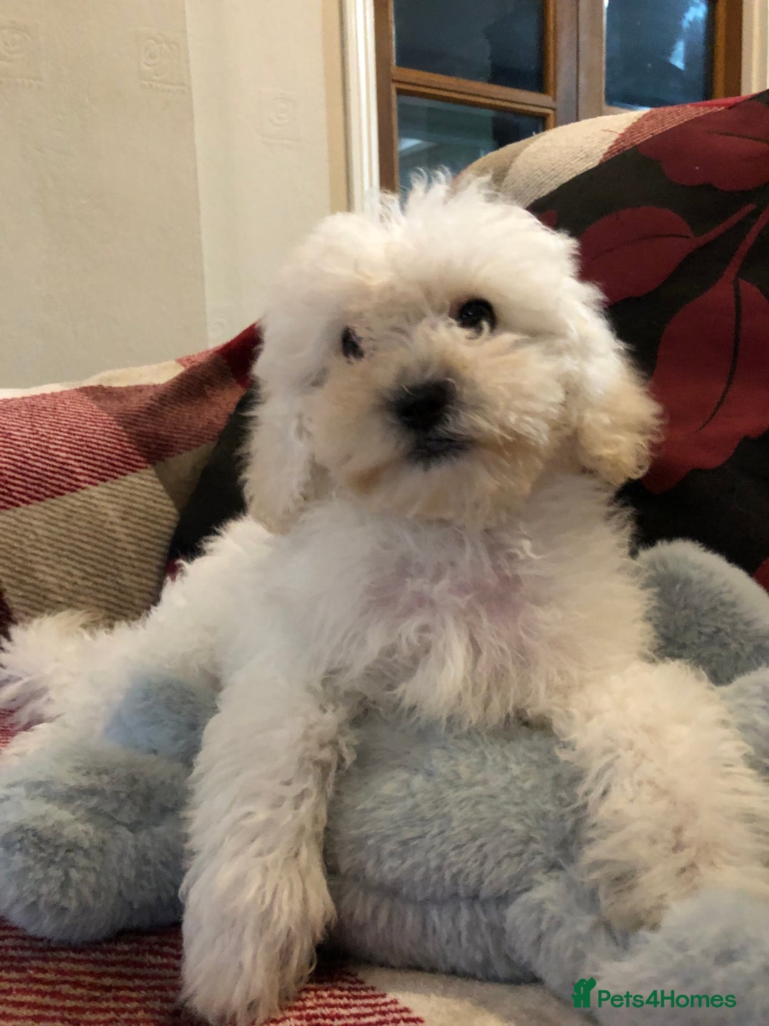 Shihpoo dogs for sale: shihpoo puppies for sale  - Image 8