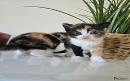 Mixed Breed cats for sale: 🌟2 mix breed/ British short haired females 🌟  - Image 6