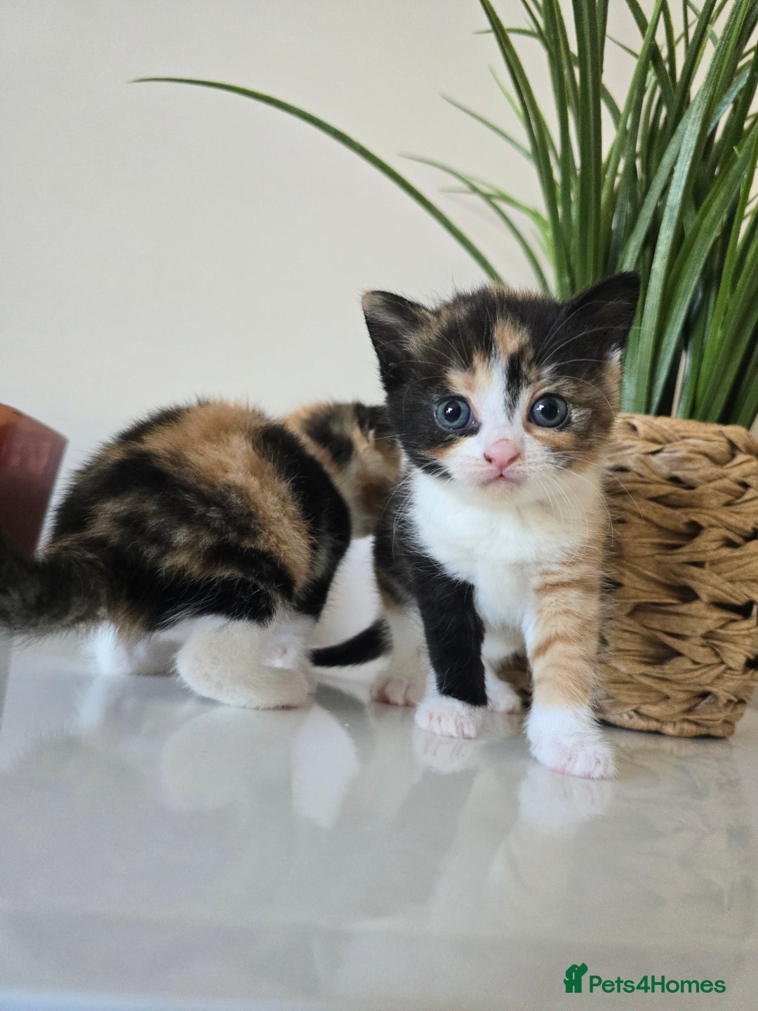 Mixed Breed cats for sale: 🌟2 mix breed/ British short haired females 🌟  - Image 6