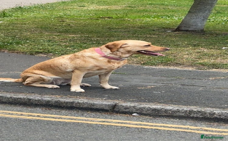 Labrador Retriever dogs - Advert 2
