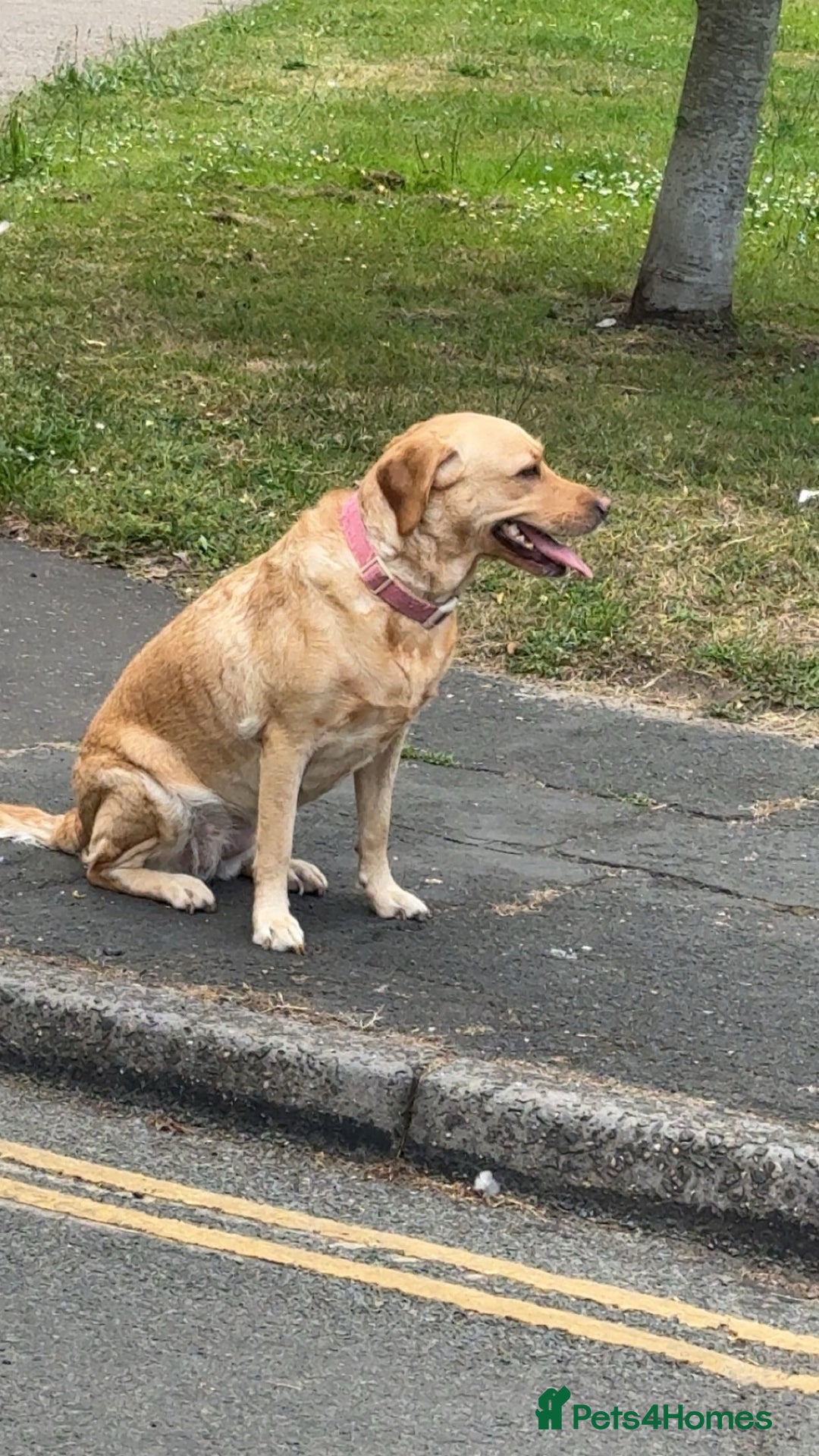 Labrador Retriever dogs for stud: she 3 years old  - Image 1