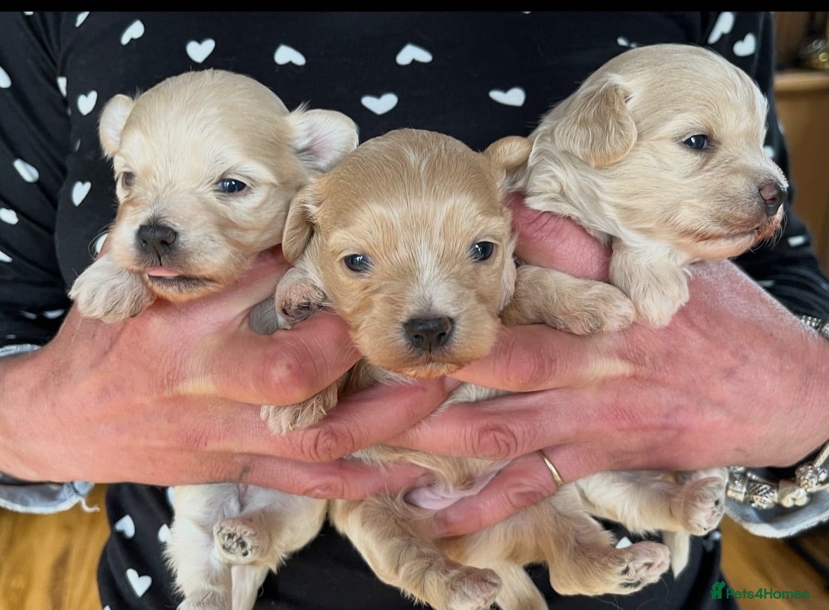 Maltipoo dogs Beautiful F1 Tiny  Maltipoo Puppies  ❤️  - Advert 5