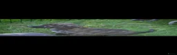 Lurcher dogs for sale: Both working an family lurcher pups - Advert 9