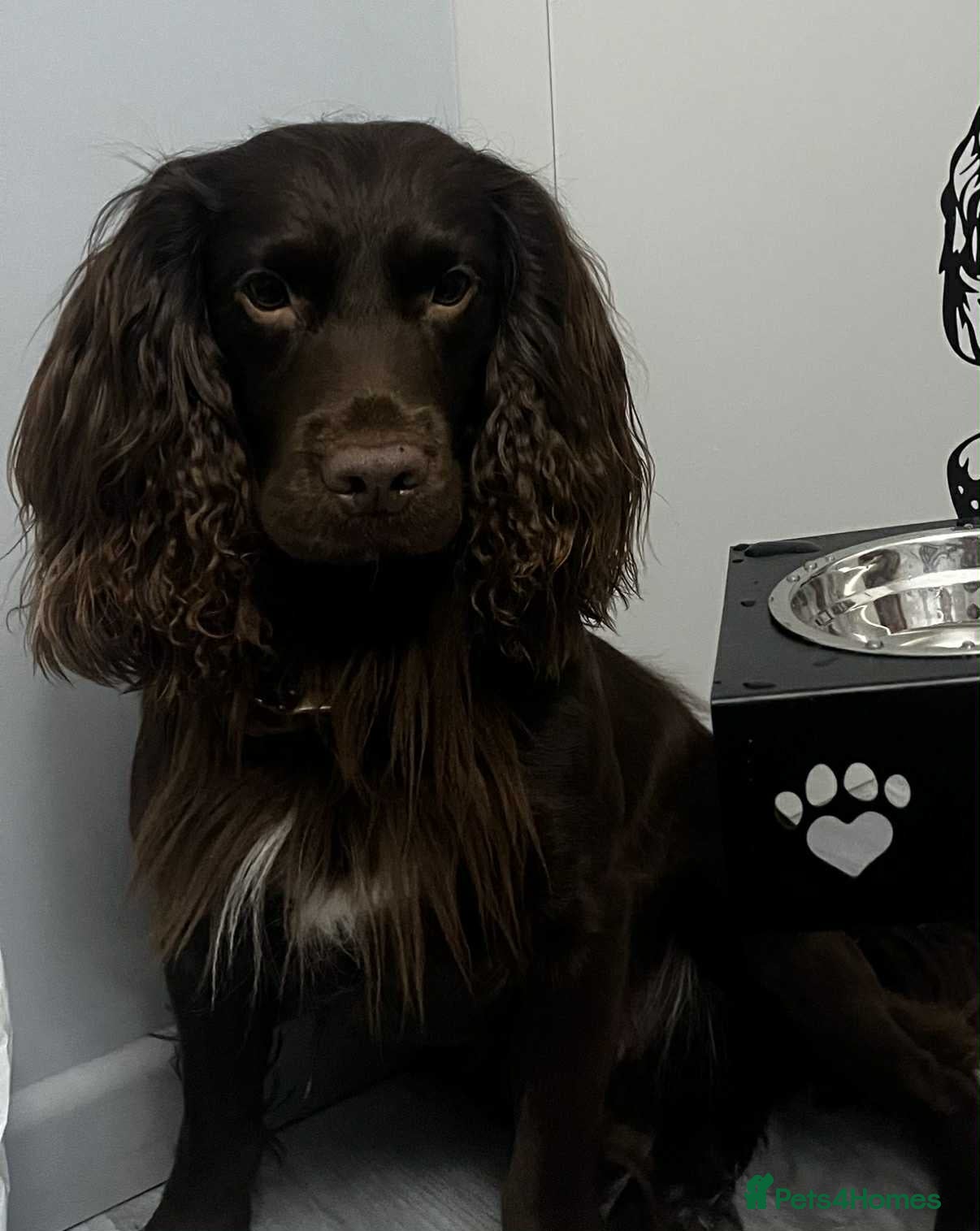 Cocker Spaniel dogs For stud - Advert 1