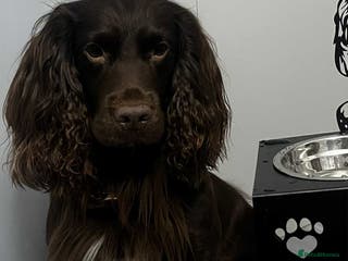 Cocker Spaniel dogs For stud - Advert 12