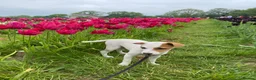 Jack Russell dogs for sale: Jack Russell girl puppy 5 months  in London - Advert 4