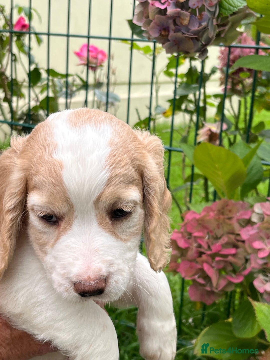 Cocker Spaniel dogs for sale: Cocker Spaniel Puppies  - Image 7