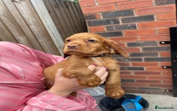 Cocker Spaniel dogs for sale: Make Working cocker spaniel puppies  - Image 22