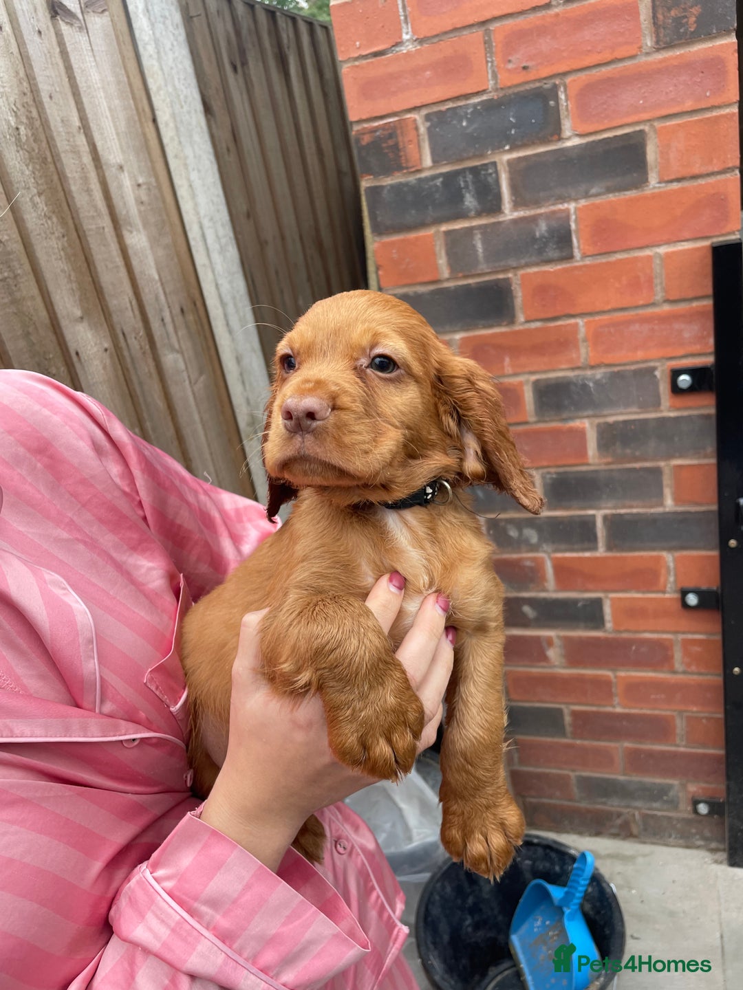 Cocker Spaniel dogs for sale: Make Working cocker spaniel puppies  - Image 22